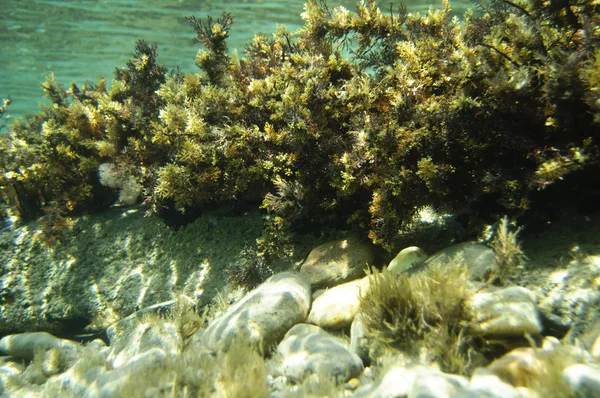 Récif sous-marin avec diverses plantes — Photo