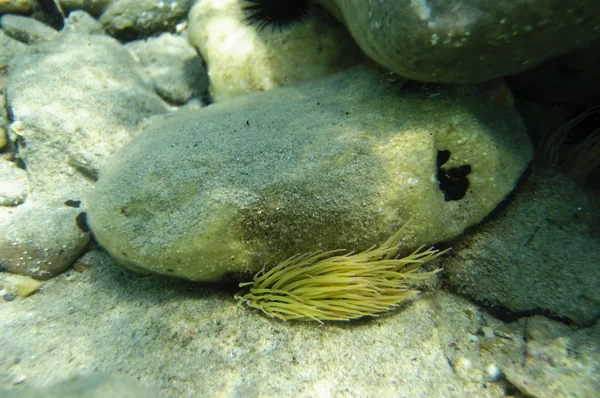 Anémone de mer sous le rocher — Photo