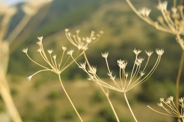 Trockene Pflanzen auf dem Feld Stockbild