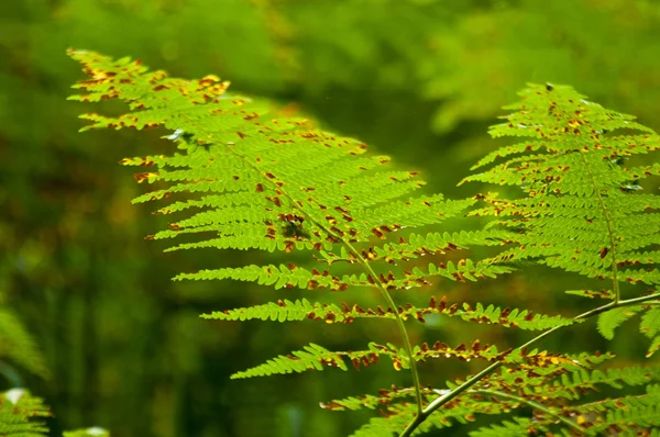Fern in the mountain — Stock Photo, Image