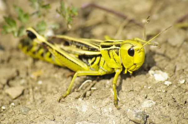 Insecto grillo — Foto de Stock