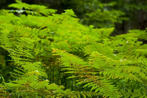 Fern in de bergen — Stockfoto