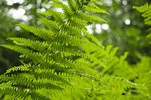 Fern in de bergen — Stockfoto