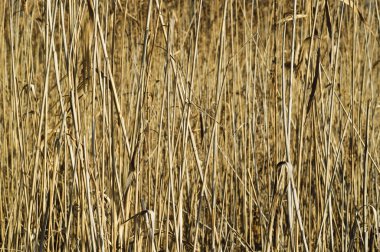 Kuru uzun boylu reed