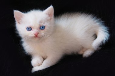 Yavru kedi