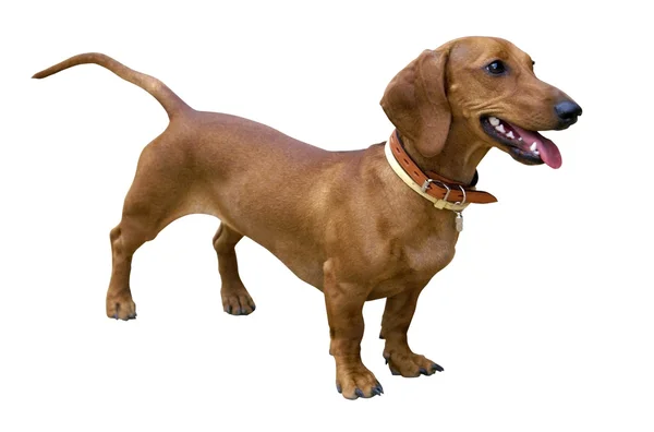 Dachshund