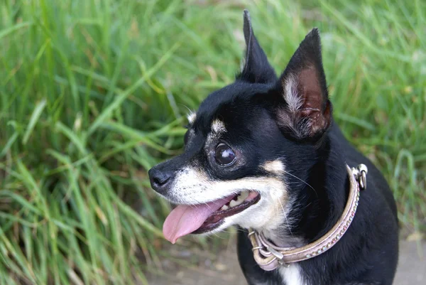 Razas de perro —  Fotos de Stock