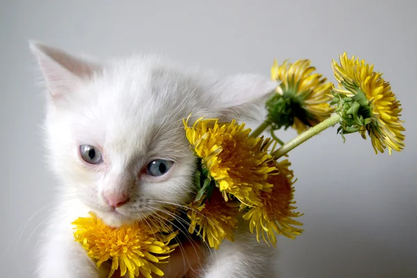 Hola Kitty. —  Fotos de Stock