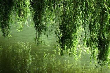 neckar Nehri,