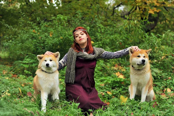 Akita Inu. — Foto de Stock