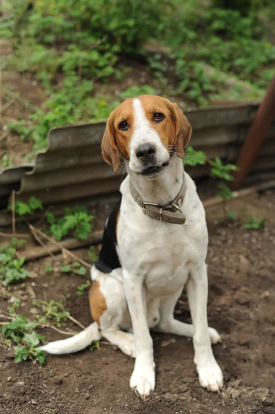 sivilceli bir köpek