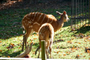 Krakow, Polonya 9 Eylül 2021 Krakow Hayvanat Bahçesi Pustelnik Tepesi 'ndeki Wolski Ormanı