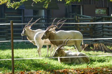 Krakow, Polonya 9 Eylül 2021 Krakow Hayvanat Bahçesi Pustelnik Tepesi 'ndeki Wolski Ormanı