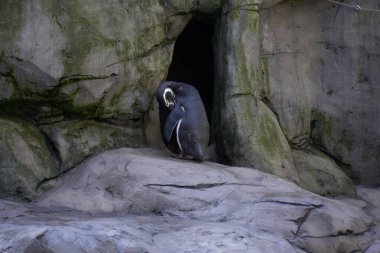 Krakow, Polonya 9 Eylül 2021 Krakow Hayvanat Bahçesi Pustelnik Tepesi 'ndeki Wolski Ormanı