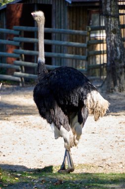 Krakow, Polonya 9 Eylül 2021 Krakow Hayvanat Bahçesi Pustelnik Tepesi 'ndeki Wolski Ormanı