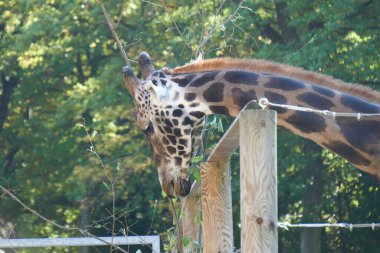 Krakow, Polonya 9 Eylül 2021 Krakow Hayvanat Bahçesi Pustelnik Tepesi 'ndeki Wolski Ormanı