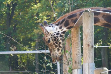 Krakow, Polonya 9 Eylül 2021 Krakow Hayvanat Bahçesi Pustelnik Tepesi 'ndeki Wolski Ormanı