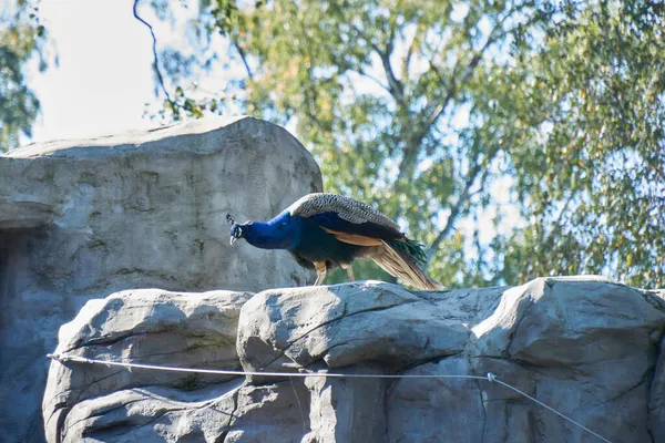 Krakau Polen September 2021 Krakau Zoo Krakau Wolski Forest Pustelnik — Stockfoto