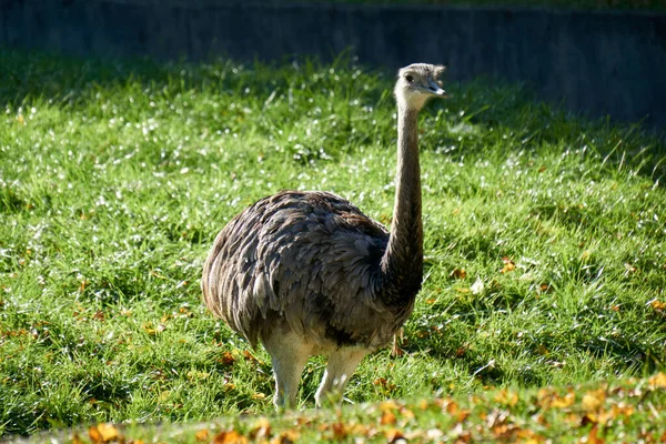 Cracovia Polonia Septiembre 2021 Cracovia Zoo Bosque Wolski Cracovia Pustelnik — Foto de Stock