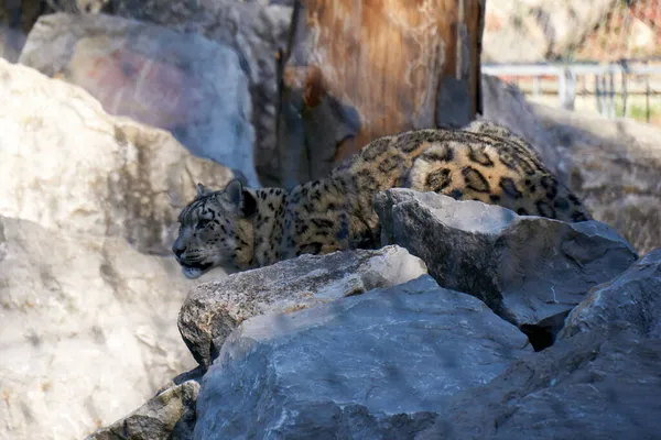 Cracovia Polonia Septiembre 2021 Cracovia Zoo Bosque Wolski Cracovia Pustelnik — Foto de Stock