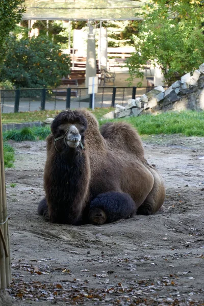 Kraków Polska Września 2021 Krakowskie Zoo Krakowskim Lesie Wolskim Pustelniku — Zdjęcie stockowe