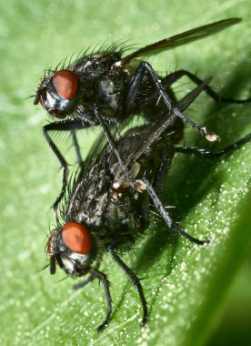 Sinek Makro 'yu yakın çekim. Kelebek, Cyclorrhapha alt sınırının bir sineğidir ve tüm dünyaya yayılmış durumdadır. Evlerde bulunan en yaygın sinek türüdür.