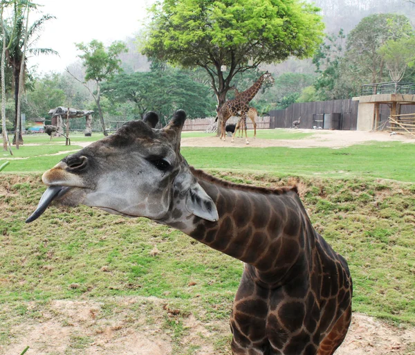 La jirafa muestra el idioma — Foto de Stock