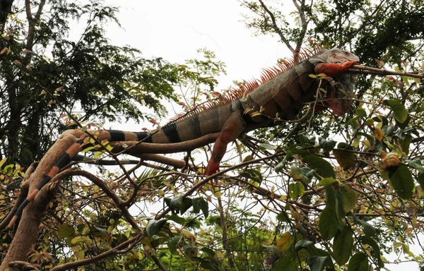 Iguana — Stockfoto