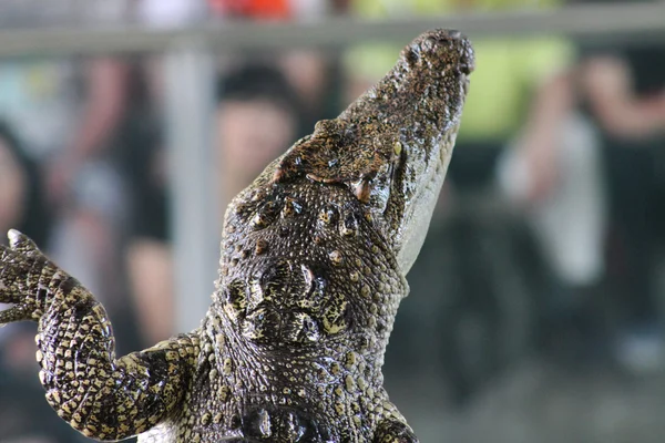 A cabeça de um crocodilo — Fotografia de Stock