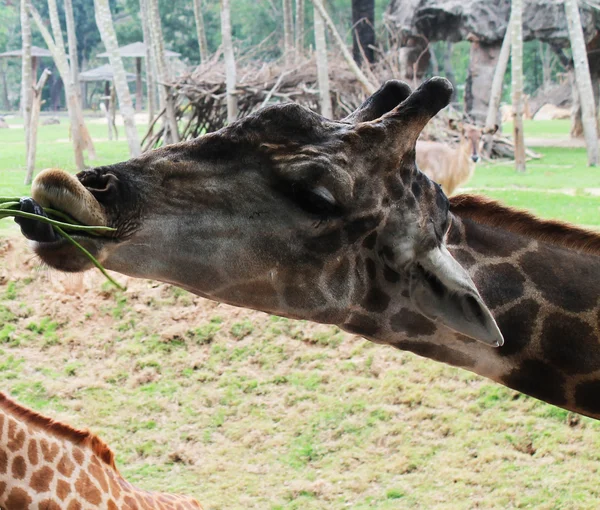 Giraff äter — Stockfoto