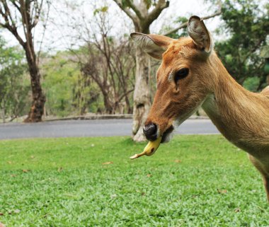 açık kahverengi ve muz