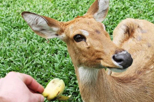 Baby- en banaan — Stockfoto