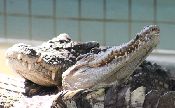 Love and tenderness reptiles — Stock Photo, Image