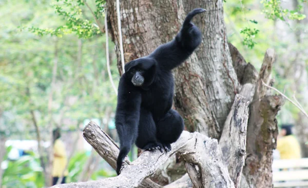 Dança de macaco — Fotografia de Stock