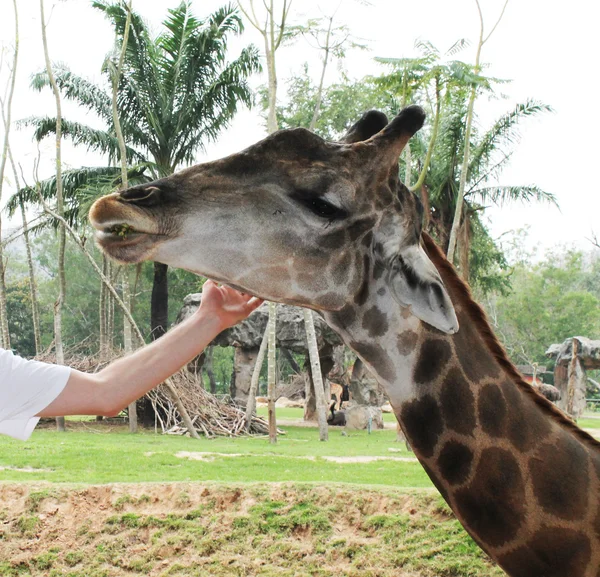 Ze streelde de giraffe — Stockfoto