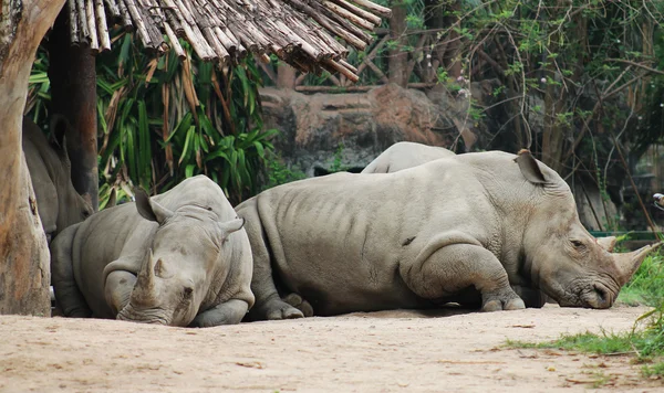 Les rhinocéros se reposent — Photo