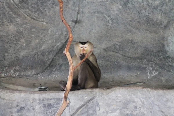 Aap in de dierentuin — Stockfoto