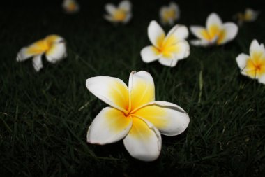 Yeşil çimlerin üzerinde beyaz çiçekler