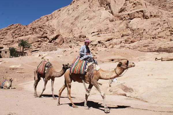 Joven camello conductor Fotos de stock libres de derechos