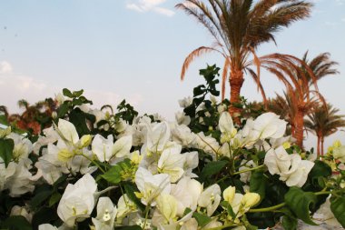 palmiye ağaçları arka plan üzerine beyaz çiçekler