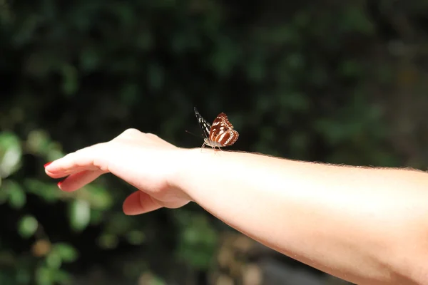 El üstünde oturan kelebek — Stok fotoğraf