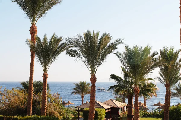 Landscape with palms — Stock Photo, Image