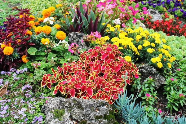 Bloemen in de tuin Rechtenvrije Stockafbeeldingen