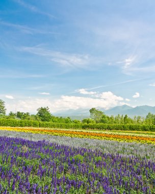 biei ve furano çiçek alanları, hokkaido, Japonya