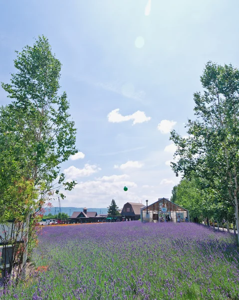 Biei a furano květinová pole, hokkaido, Japonsko — Stock fotografie