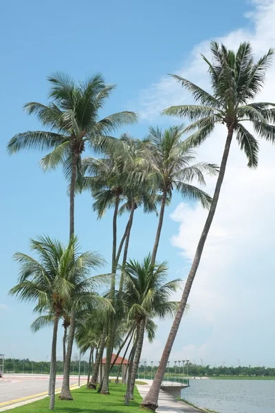 Cocos junto a la playa —  Fotos de Stock