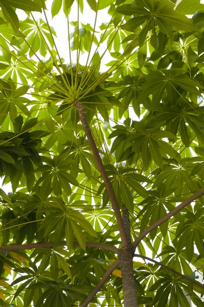 ağaç ve yaprak gölgelik