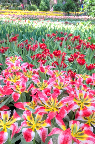 Campos de flores coloridas — Fotografia de Stock