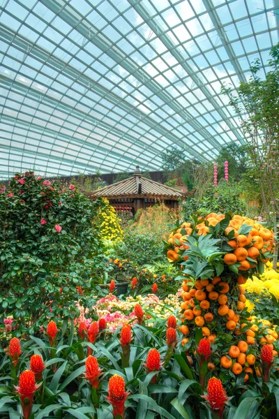 Decoraciones chinas de Año Nuevo en el Flower Dome, Gardens by the Bay, Singapur — Foto de Stock