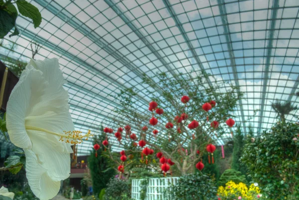 Decoraciones chinas de Año Nuevo en el Flower Dome, Gardens by the Bay, Singapur — Foto de Stock